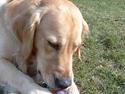 Golden retriever Charlie