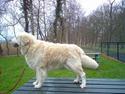 Golden retriever Satchmo