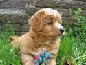 Nova scotia duck tolling retriever Tolkien