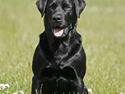 Labrador retriever Tjalfe