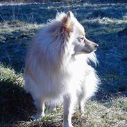 Pomeranian Mikkel