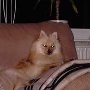 Pomeranian Mikkel