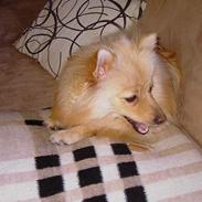 Pomeranian Mikkel