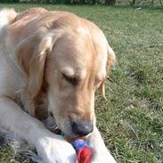 Golden retriever Charlie