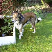 Border collie Kira