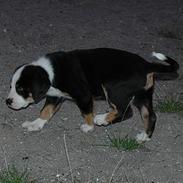 Grosser schweizer sennenhund Hannibal