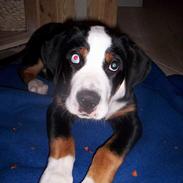 Grosser schweizer sennenhund Hannibal