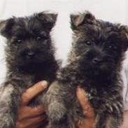 Cairn terrier Laban