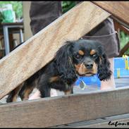 Cavalier king charles spaniel Nando