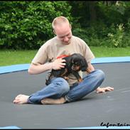 Cavalier king charles spaniel Nando