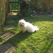 Coton de tulear Mickey