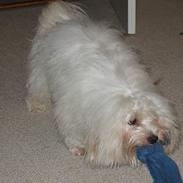 Coton de tulear Mickey