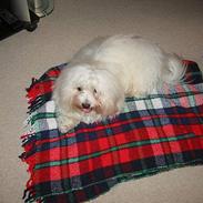Coton de tulear Mickey