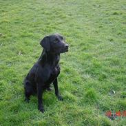 Labrador retriever Kala