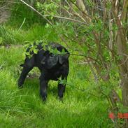 Labrador retriever Kala