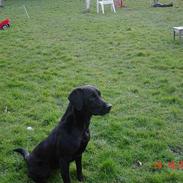 Labrador retriever Kala