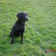 Labrador retriever Kala