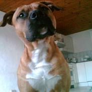 Amerikansk staffordshire terrier Coco