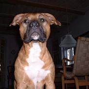 Amerikansk staffordshire terrier Coco