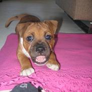 Staffordshire bull terrier ENVY