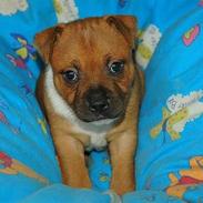 Staffordshire bull terrier ENVY