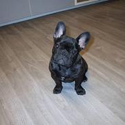 Fransk bulldog Eddie R.I.P 28.07.2015