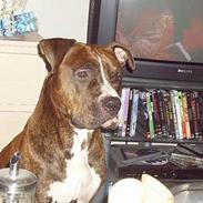 Amerikansk staffordshire terrier tarco