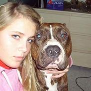 Amerikansk staffordshire terrier tarco