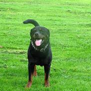 Rottweiler Bonzo