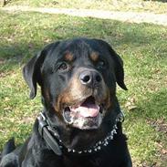 Rottweiler Bonzo