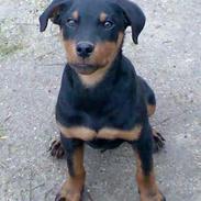 Rottweiler Elmedige´s Lex ( Lexus)