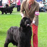 Newfoundlænder Ferdinand (Cannon Bear's)