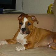 Amerikansk staffordshire terrier tarzan