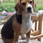Beagle Frida