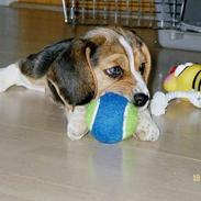 Beagle Frida