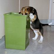 Beagle Frida