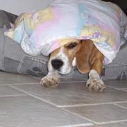 Beagle Frida