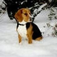 Beagle Frida