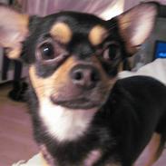 Chihuahua Boss
