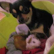 Chihuahua Boss