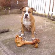 Amerikansk staffordshire terrier Tyson (død)