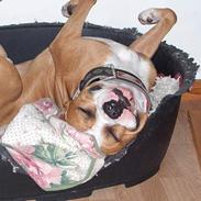 Amerikansk staffordshire terrier Tyson (død)