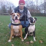 Amerikansk staffordshire terrier Tyson (død)