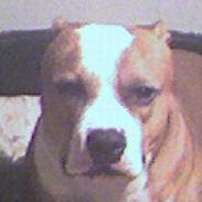 Amerikansk staffordshire terrier Tyson (død)