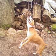 Amerikansk staffordshire terrier Tyson (død)