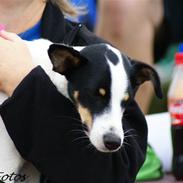 Dansk svensk gaardhund Luca