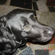 Labrador retriever thies