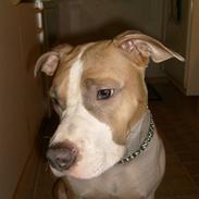 Amerikansk staffordshire terrier Princess Babe R.I.P.  :(