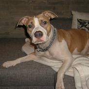 Amerikansk staffordshire terrier Princess Babe R.I.P. :(