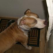 Amerikansk staffordshire terrier Princess Babe R.I.P.  :(